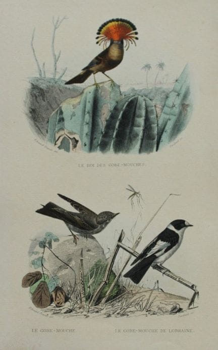 Edouard Travies - Flycatchers from Complete Works 