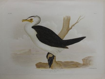 Broinowski - Chromolithographie représentant le « 