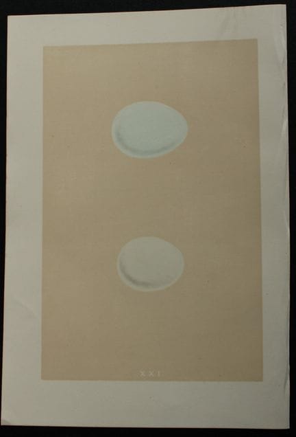 F.O.莫里斯牧师——《游隼的蛋》古版画，1875年。

这幅古色古香的石版彩印画出自F.O.莫里斯