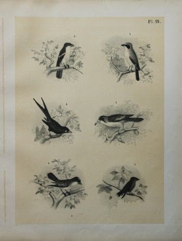 Theodore Jasper - Shrikes, Kingbird, King Crow etc
