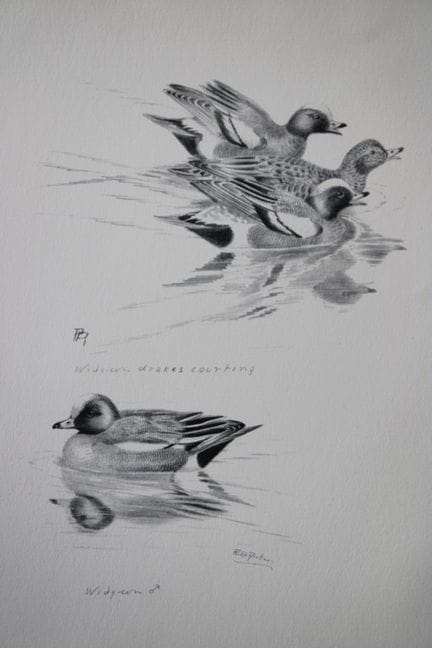 Philip Rickman - Print of pencil drawings of Wigeo