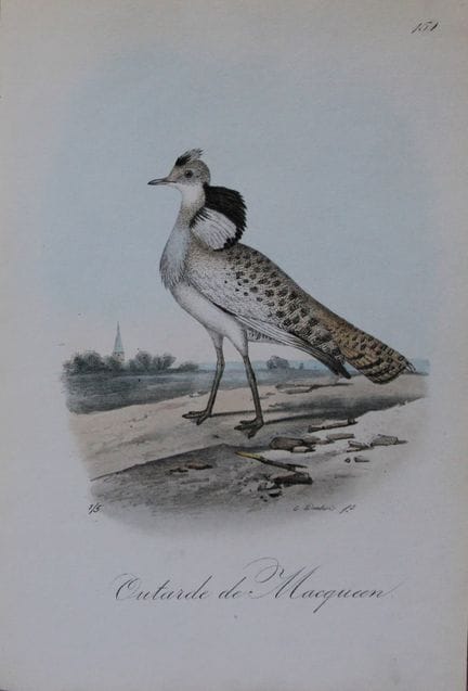 Charles Dubois - Lithographie rare représentant un