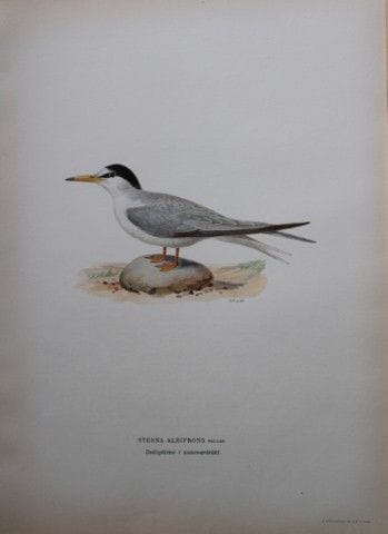 M. von Wright - Lithographie in-folio représentant
