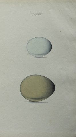 W. Hewitson – Gravure coloriée à la main représent
