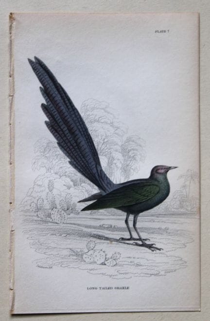 William Swainson - Long Tailed Grakle from Jardine