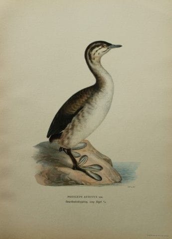 M. von Wright - Lithographie in-folio représentant
