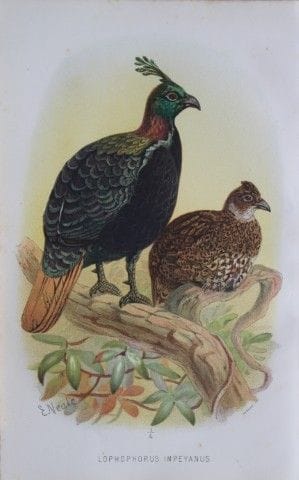 E. Neale - Moonal, tiré de *Game Birds of India, B
