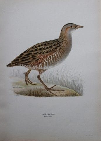 M. von Wright - Lithographie in-folio représentant