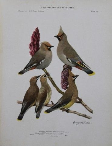 L. Agassiz Fuertes - Chromolithographie représenta