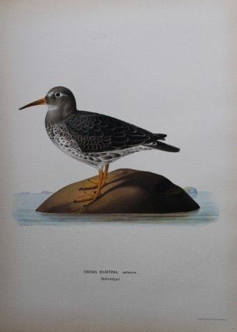 M. von Wright - Lithographie in-folio représentant