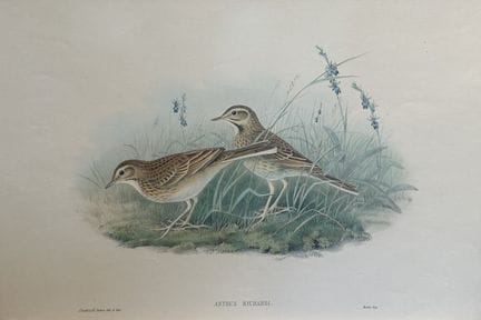 John Gould - Le pipit de Richard, tiré de *Birds o