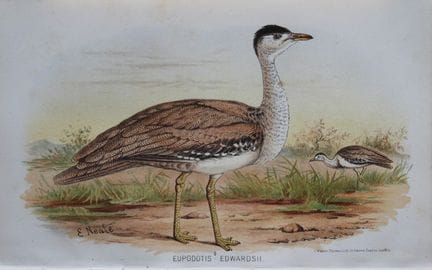 E. Neale - Grande outarde indienne, tirée de *Game
