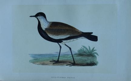 Charles Bree - Gravure coloriée à la main représen