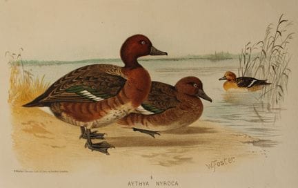W. Foster – Canard roux, tiré de *Indian Game Bird