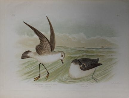 Broinowski - Chromolithographie représentant des p