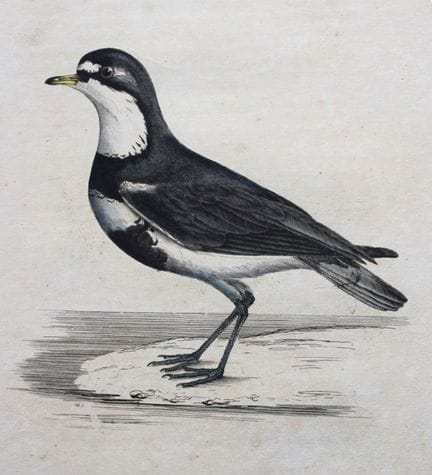 Jardine & Selby - Engraving of Chesnut-breasted Do