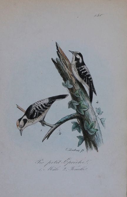 Charles Dubois - Lithographie rare représentant le