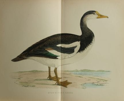 Beverley Morris - Lithographie d'une oie à ailes é