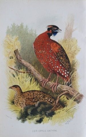 W. Foster - Tragopan indien, tiré de *Game Birds o