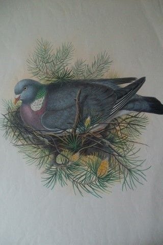 John Gould - Pigeon ramier, tiré de *Birds of Grea