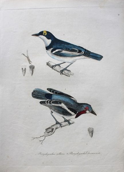Jardine & Selby - Engraving of Collared Platyrynch