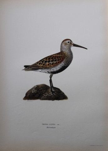 M. von Wright - Lithographie in-folio représentant