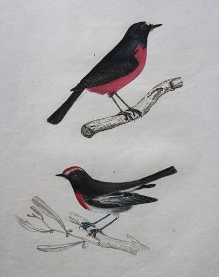 Jardine & Selby - Engraving of Latham's Flycatcher
