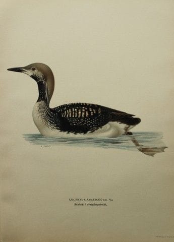 M. von Wright - Lithographie in-folio représentant