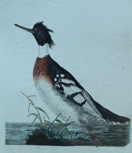 爱德华·多诺万——1794年手绘上色的红胸秋沙鸭铜版画。

这幅手绘上色的铜版画出自爱德华·多诺万所