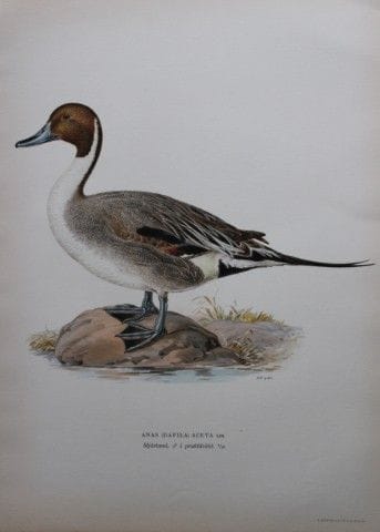 M. von Wright - Lithographie in-folio représentant