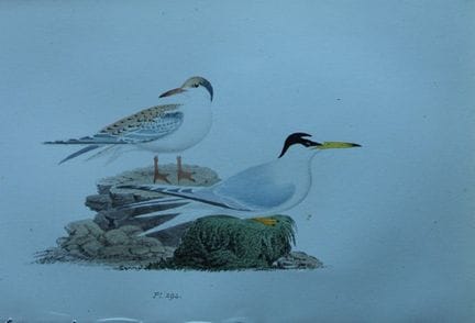 H.L. 迈耶——1857年小燕鸥石版彩印画。

这幅版画出自亨利·伦纳德·迈耶之手，选自威利斯与索