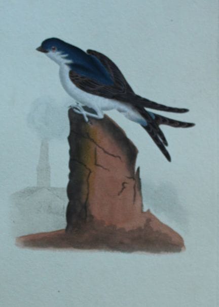 Edward Donovan - Gravure coloriée à la main représ