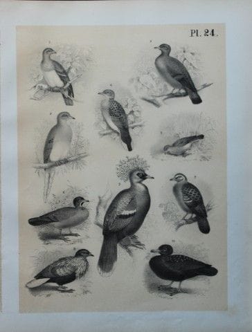 Theodore Jasper - Pigeons and Doves 1878.

This ch