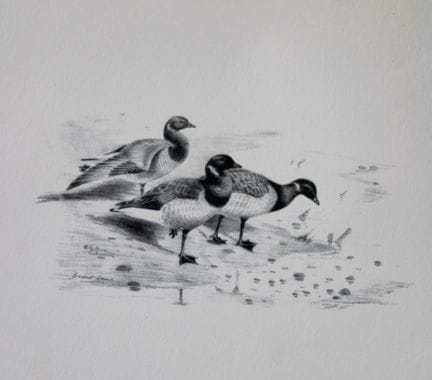 Philip Rickman - Print of pencil drawings of Brent