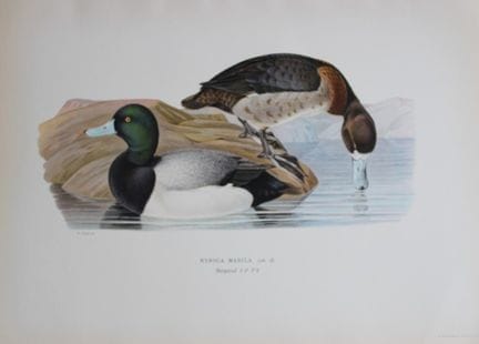 M. von Wright - Lithographie in-folio représentant