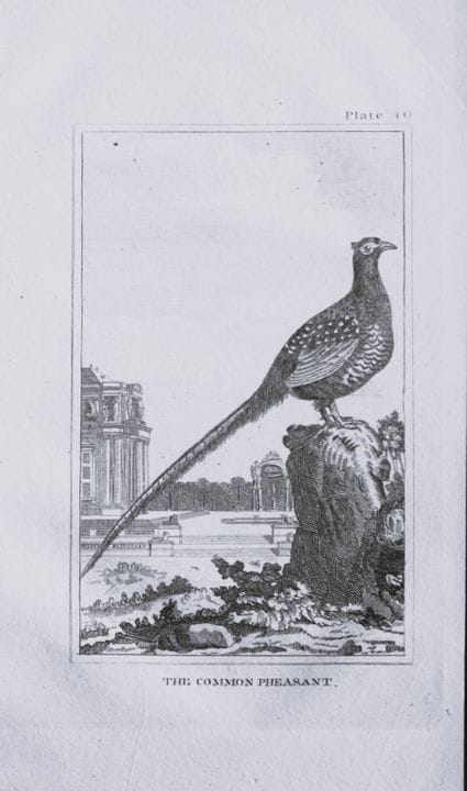Buffon - Gravure représentant un faisan commun, 18
