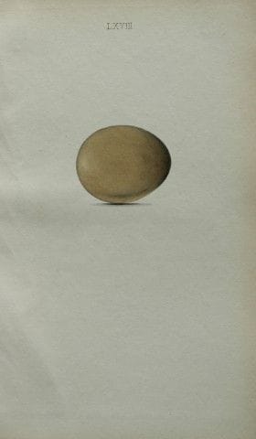 W. Hewitson – Gravure coloriée à la main représent