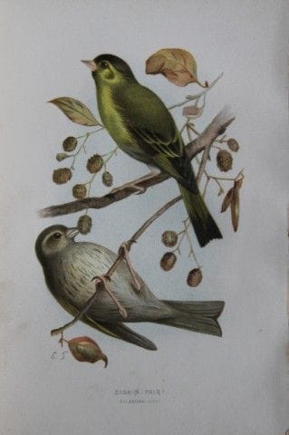埃莉莎·特克——《金翅雀》，1883年。

这幅石版彩色印刷画板出自沃尔特·斯韦斯兰德的《常见的野生