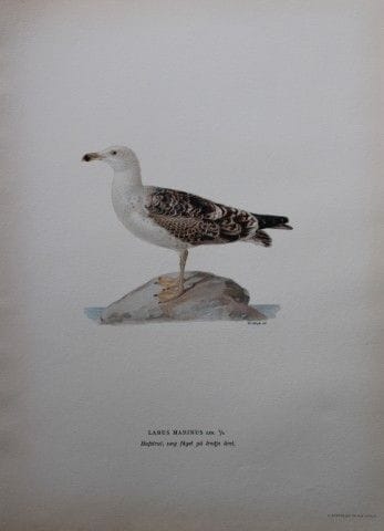M. von Wright - Lithographie in-folio représentant