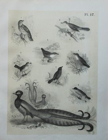 Theodore Jasper - Thrushes, Lyre Bird, Mocking Bir
