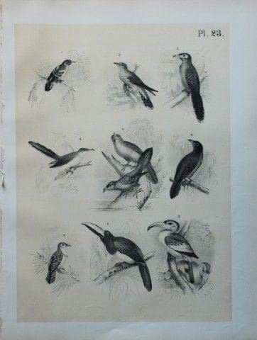 Theodore Jasper - Cuckoos, Kokil, Tok, Arapari etc