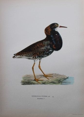 M. von Wright - Lithographie in-folio représentant