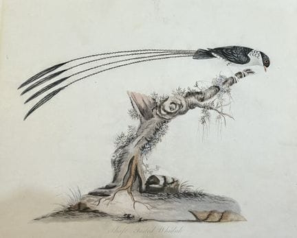 William Hayes - Gravure coloriée à la main représe