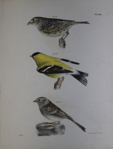 詹姆斯·E·德凯——图版LXVI 《黄翅画眉、黄鸟与田画眉》，1844年。

这幅19世纪独具匠心且