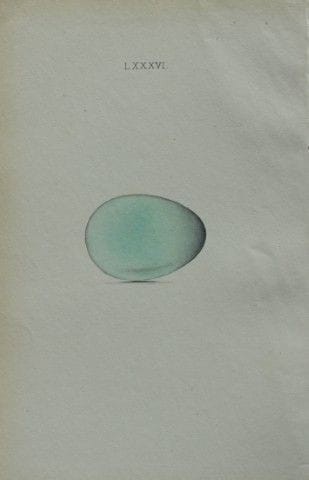 W. Hewitson – Gravure coloriée à la main représent