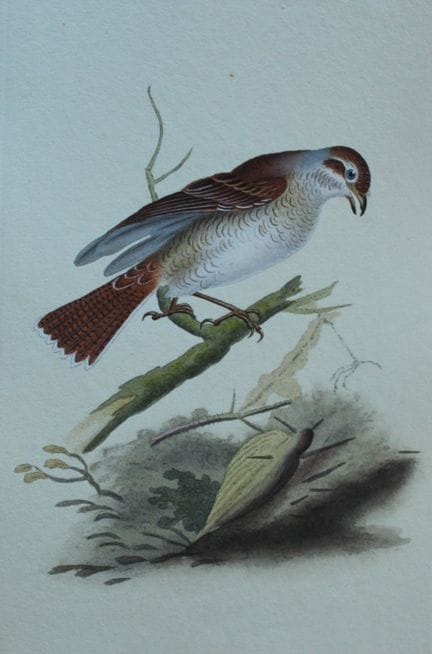 Edward Donovan - Gravure coloriée à la main représ