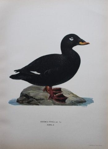 M. von Wright - Lithographie in-folio représentant