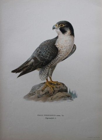 M. von Wright - Lithographie in-folio représentant