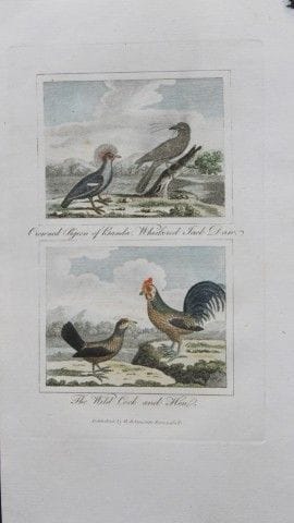 Buffon - Engraving of Wild Chickens and Crowned Pi