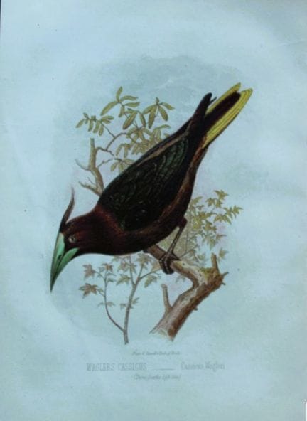 Thomas Rymer Jones - Wagler's Cassicus 1869.

This